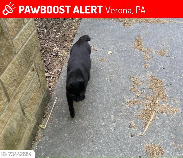 Lost Female Cat last seen Grant Ave and Railroad, Verona, PA 15147