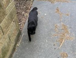 Lost Female Cat last seen Grant Ave and Railroad, Verona, PA 15147
