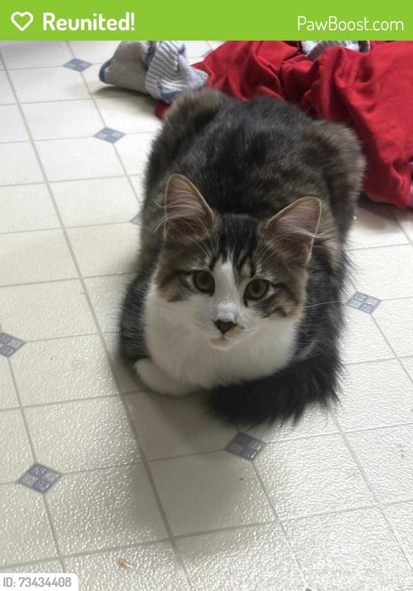 Reunited Male Cat last seen Main St & Byrnes St, East Troy, WI 53120