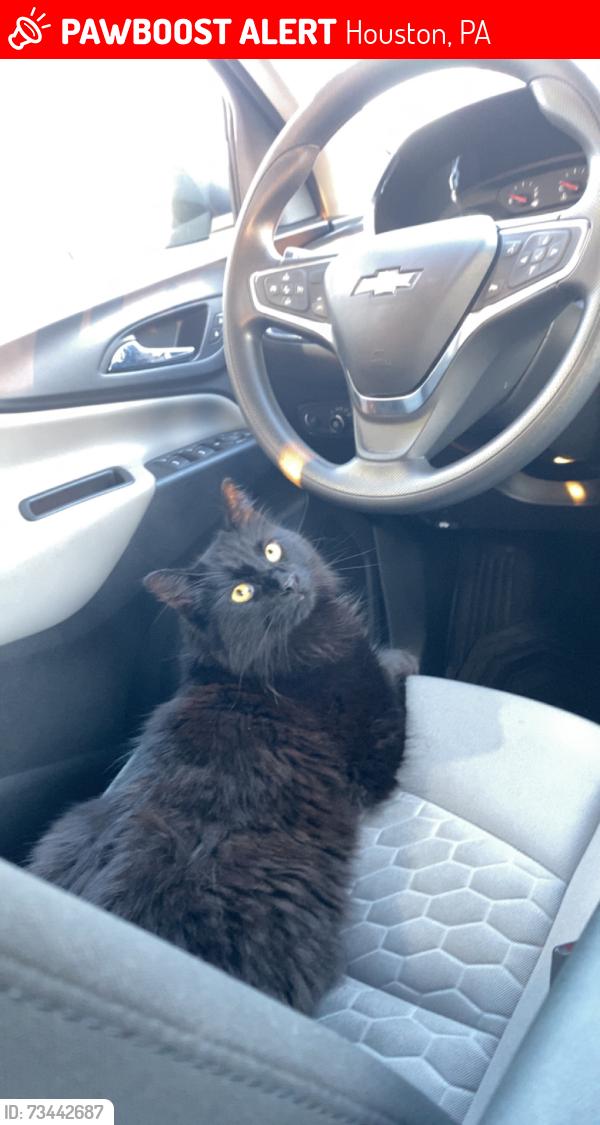 Lost Unknown Cat last seen Near the Chartiers Library, Houston, PA 15342