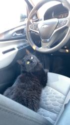 Lost Unknown Cat last seen Near the Chartiers Library, Houston, PA 15342