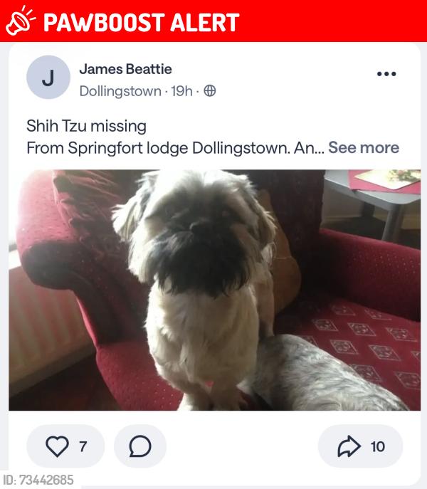 Lost Female Dog last seen Lanark way, Lurgan, Northern Ireland 