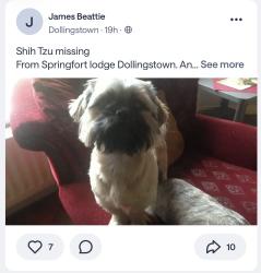 Lost Female Dog last seen Lanark way, Lurgan, Northern Ireland 