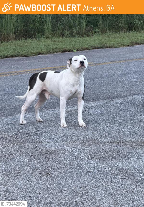 Found/Stray Male Dog last seen Hull Rd and Danilesville Rd, Athens, GA 30601