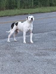 Found/Stray Male Dog last seen Hull Rd and Danilesville Rd, Athens, GA 30601