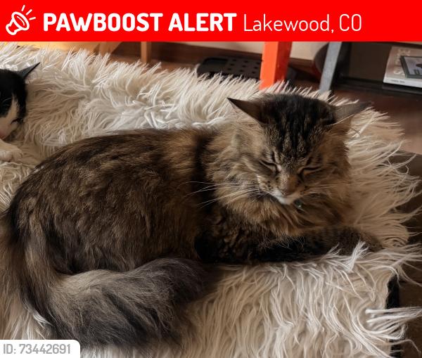 Lost Female Cat last seen 17th and union, Lakewood, CO 80215