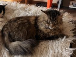 Lost Female Cat last seen 17th and union, Lakewood, CO 80215