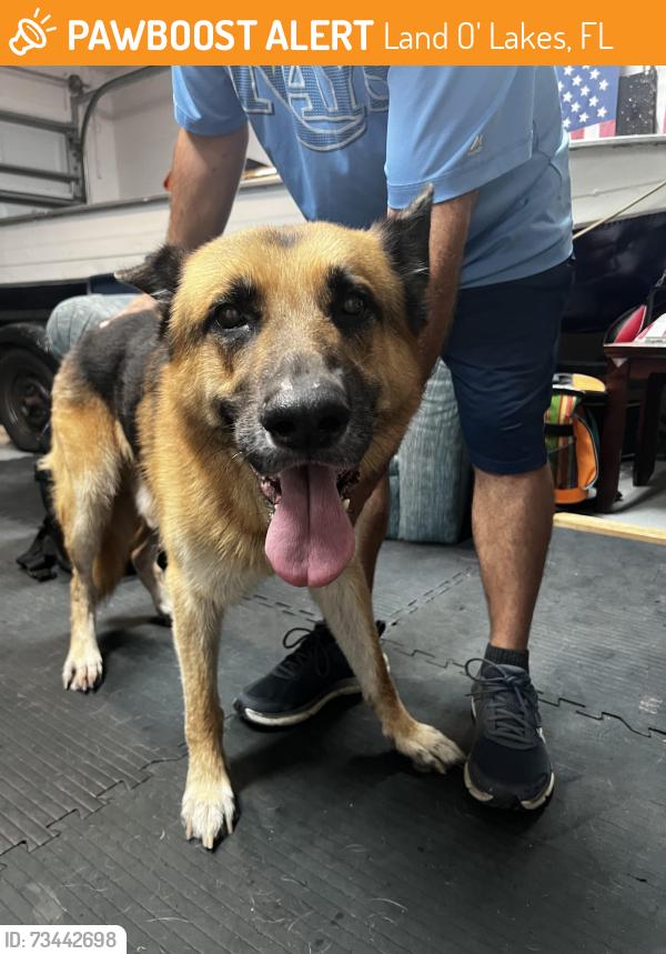 Found/Stray Male Dog last seen Right before the 4 way stop to get to Bexley elementary, Land O' Lakes, FL 34638