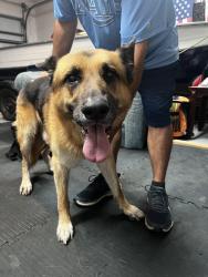 Found/Stray Male Dog last seen Right before the 4 way stop to get to Bexley elementary, Land O' Lakes, FL 34638
