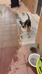 Lost Female Dog last seen Desert Paintbrush Loop, Rio Rancho, NM 87144