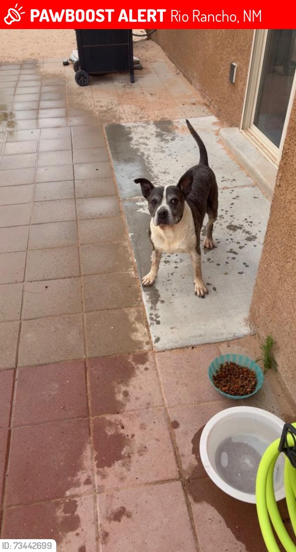 Lost Female Dog last seen Desert Paintbrush Loop, Rio Rancho, NM 87144