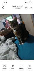 Lost Female Cat last seen Spencer and center, Deer Park, TX 77536