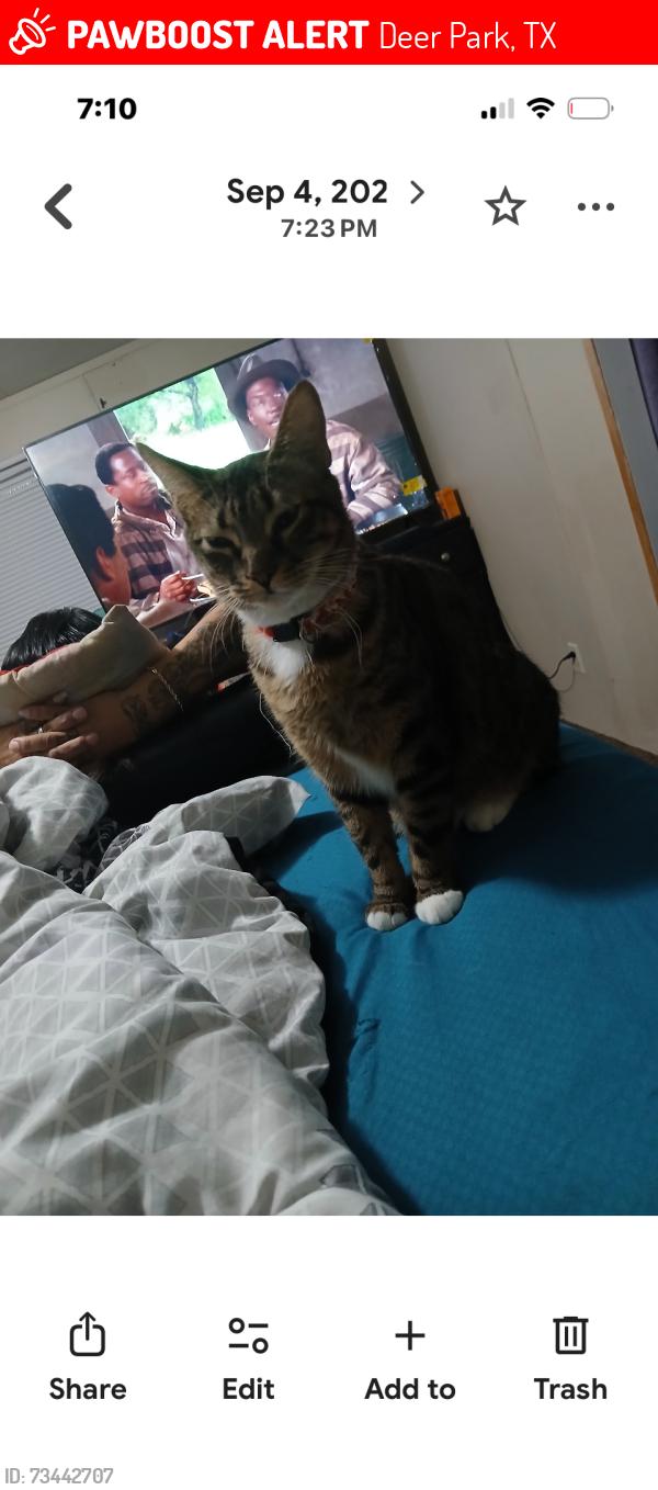 Lost Female Cat last seen Spencer and center, Deer Park, TX 77536