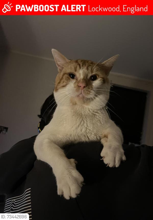 Lost Male Cat last seen Yews hill play area, Lockwood, England 