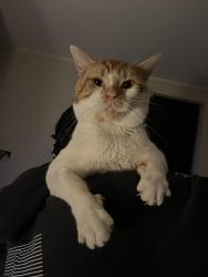 Lost Male Cat last seen Yews hill play area, Lockwood, England 