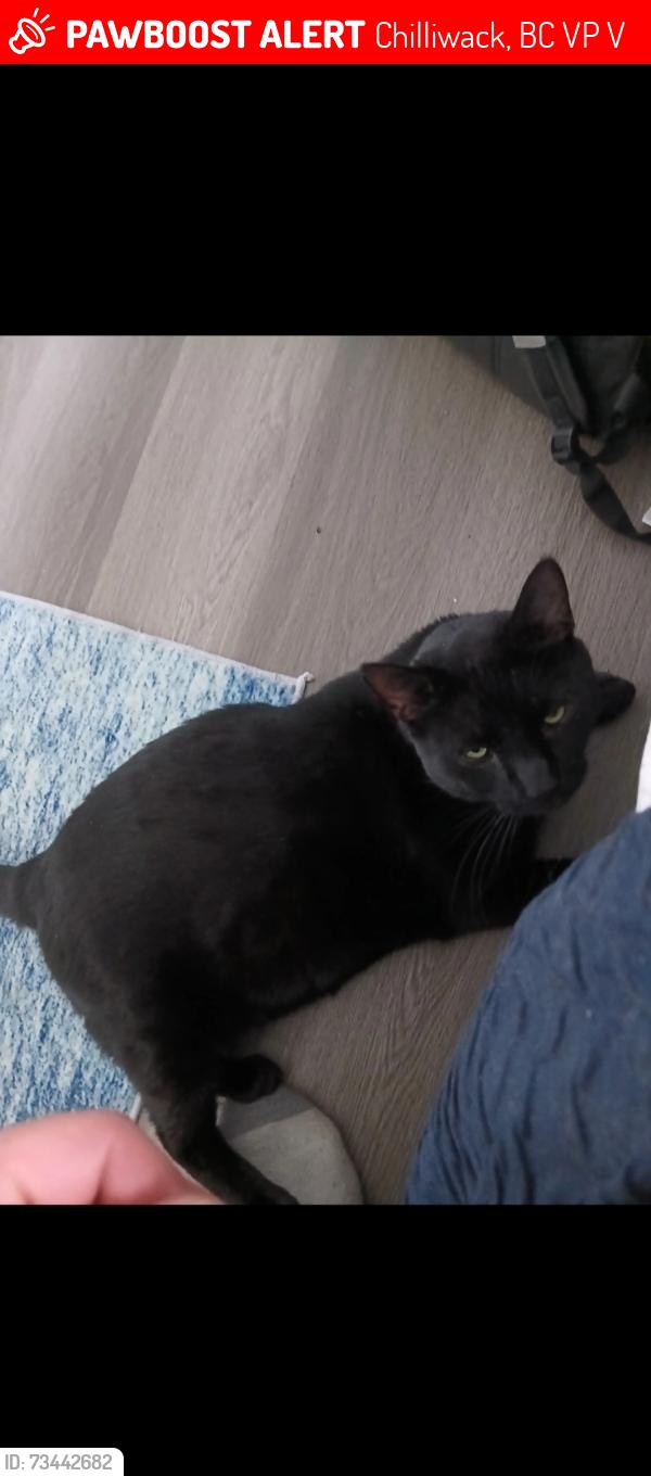 Lost Male Cat last seen Between the airport and Brodway, Chilliwack, BC V2P 5V5