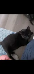 Lost Male Cat last seen Between the airport and Brodway, Chilliwack, BC V2P 5V5