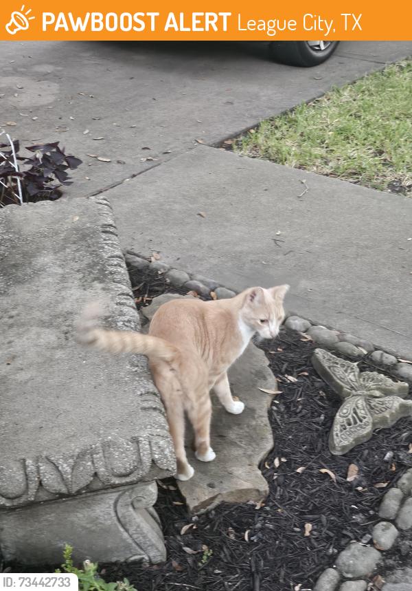 Found/Stray Unknown Cat last seen Watercastle court and summer haven, League City, TX 77573