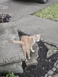 Found/Stray Unknown Cat last seen Watercastle court and summer haven, League City, TX 77573