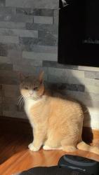 Lost Male Cat last seen Cold Spring Rd, Greenfield, WI 53228