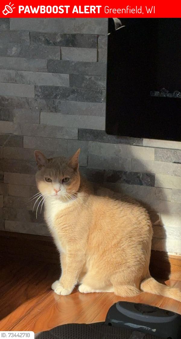 Lost Male Cat last seen Cold Spring Rd, Greenfield, WI 53228