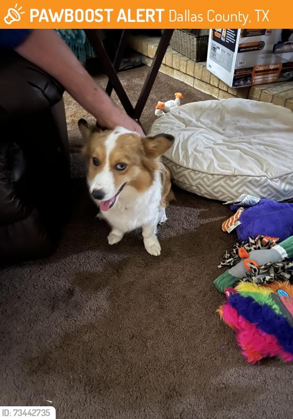 Found/Stray Female Dog last seen .Gus Thomasson and NW Hwy service road, Dallas County, TX 75150