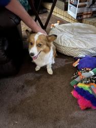 Found/Stray Female Dog last seen .Gus Thomasson and NW Hwy service road, Dallas County, TX 75150