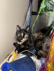 Lost Female Cat last seen Sharon church rd, Loganville, GA 30052
