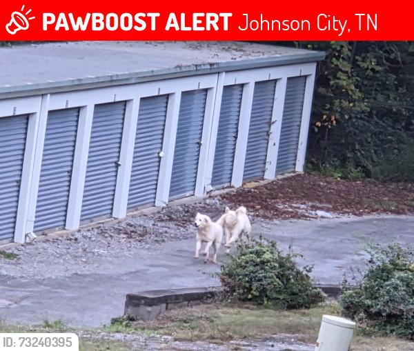 Lost Unknown Dog last seen Milligan Lane, Johnson City, TN 37801, Johnson City, TN 37601