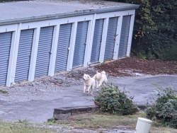 Lost Unknown Dog last seen Milligan Lane, Johnson City, TN 37801, Johnson City, TN 37601