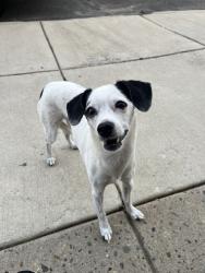 Reunited Unknown Dog last seen Near Edgemont St, Philadelphia, PA 19134, USA, Philadelphia, PA 19134