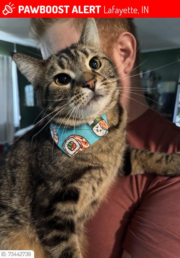 Lost Female Cat last seen Vinton Elementary School, Lafayette, IN 47904