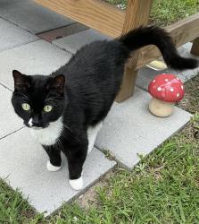 Lost Female Cat last seen Darling stadium, Hampton, VA 23669