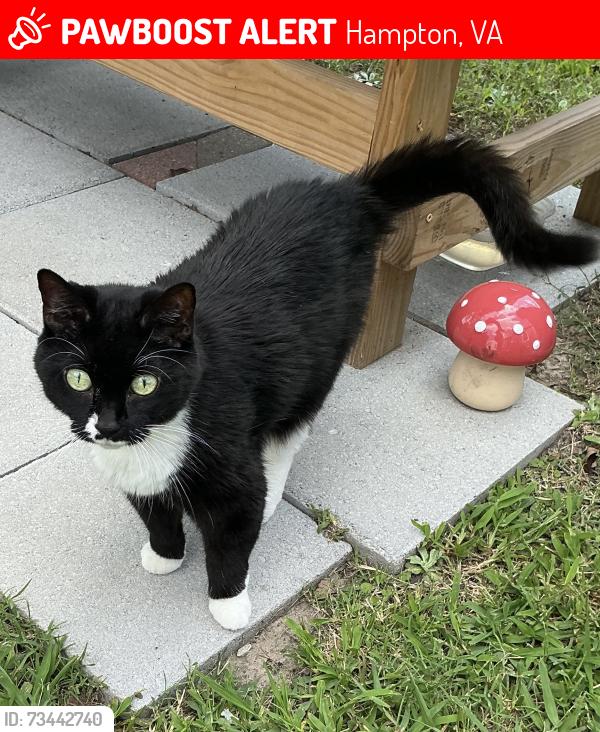 Lost Female Cat last seen Darling stadium, Hampton, VA 23669