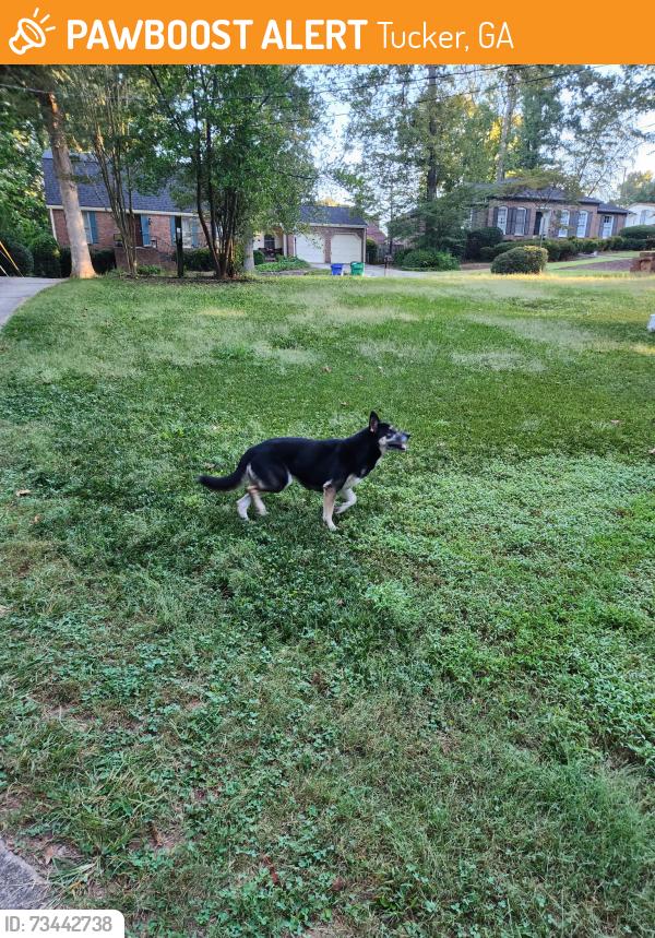 Found/Stray Female Dog last seen Waterloo Cir & Bonaparte dr, Tucker, GA 30084