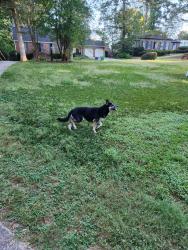 Found/Stray Female Dog last seen Waterloo Cir & Bonaparte dr, Tucker, GA 30084