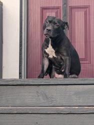 Found/Stray Female Dog last seen Frankfort & Baccich, New Orleans, LA 70122