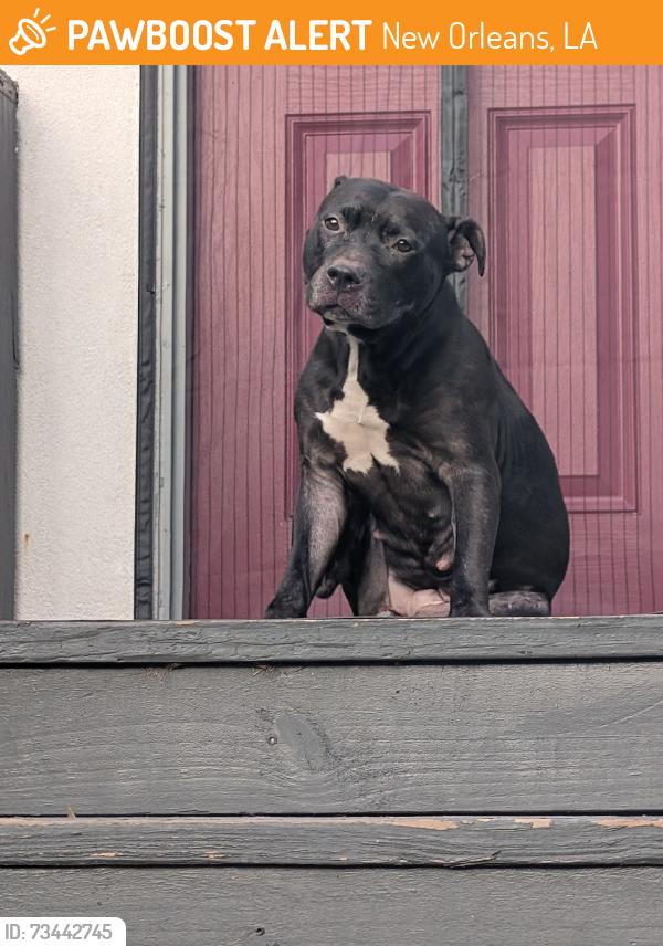 Found/Stray Female Dog last seen Frankfort & Baccich, New Orleans, LA 70122