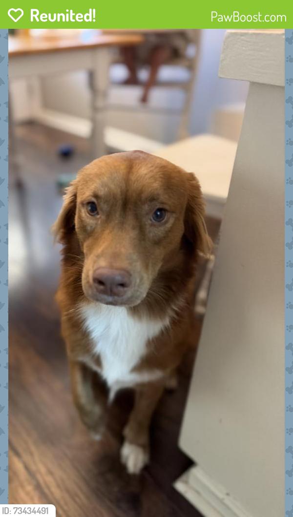Reunited Female Dog last seen Taco Bell / Walmart, La Marque, TX 77568