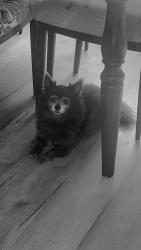 Reunited Female Dog last seen Cross Valley Rd Surgoinsville, Carter's Valley Rd Surgoinsville, Surgoinsville, TN 37873