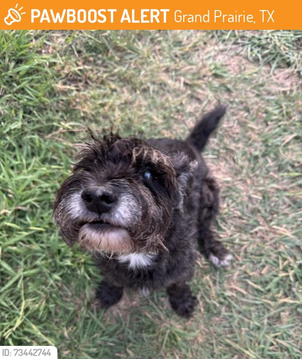 Found/Stray Female Dog last seen Partridge Ct & Fox Meadow Trail, Grand Prairie, TX 75052