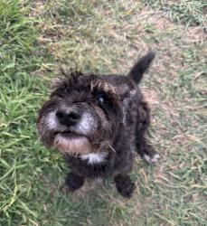 Found/Stray Female Dog last seen Partridge Ct & Fox Meadow Trail, Grand Prairie, TX 75052