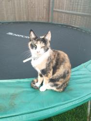 Found/Stray Female Cat last seen Jamie Marcus Way, Oadby, England 