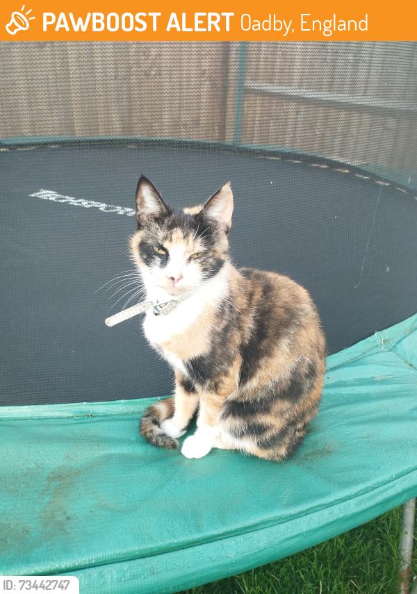 Found/Stray Female Cat last seen Jamie Marcus Way, Oadby, England 