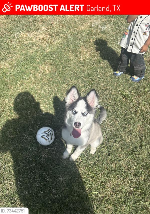 Lost Female Dog last seen northwest hwy and centerville near winco, Garland, TX 75043