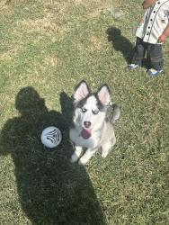 Lost Female Dog last seen northwest hwy and centerville near winco, Garland, TX 75043