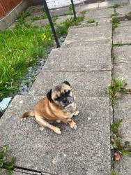 Found/Stray Male Dog last seen Everton Park near the Beacon primary school, Merseyside, England 