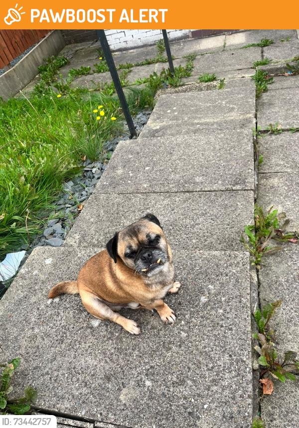 Found/Stray Male Dog last seen Everton Park near the Beacon primary school, Merseyside, England 