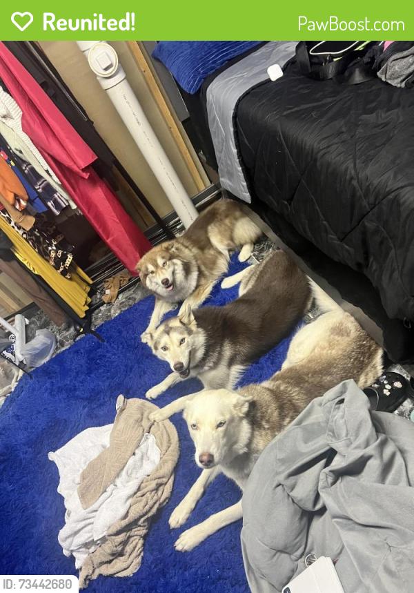 Reunited Male Dog last seen Old halls ferry rd, Florissant, MO 63034