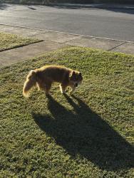 Found/Stray Female Dog last seen Front yard, Johnson City, TN 37604